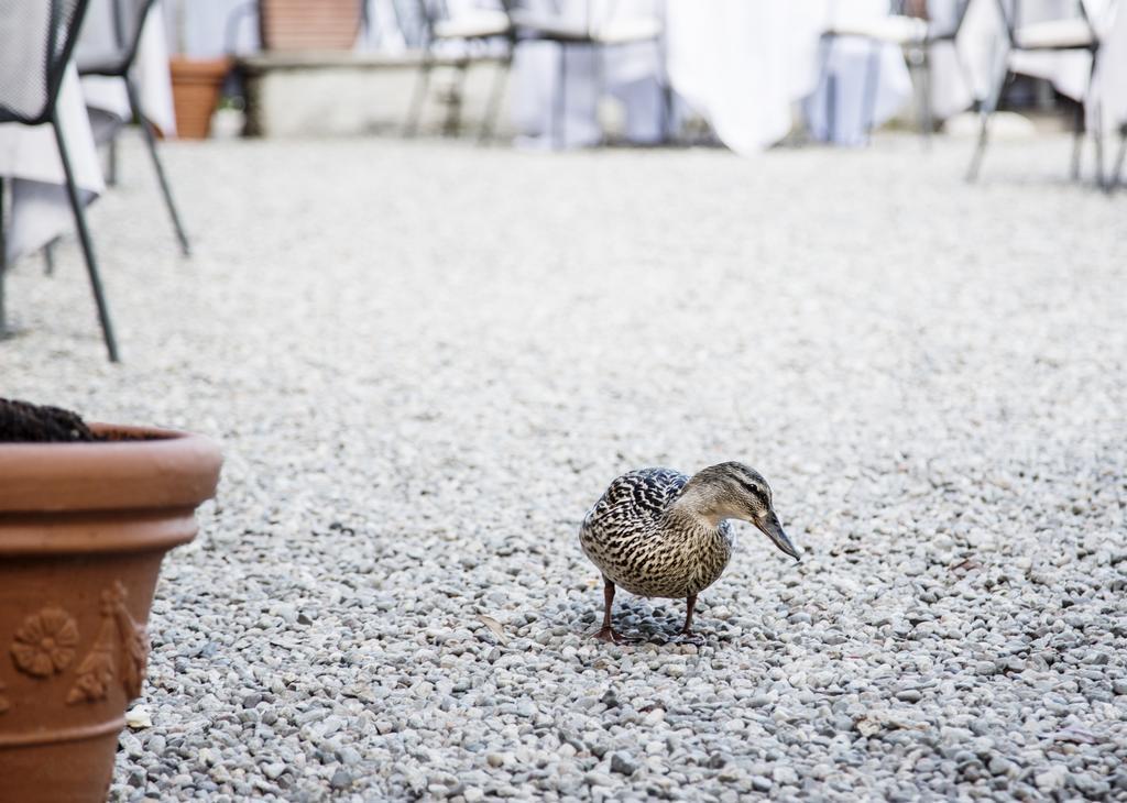 Albergo Ristorante Il Verbano Stresa Eksteriør bilde